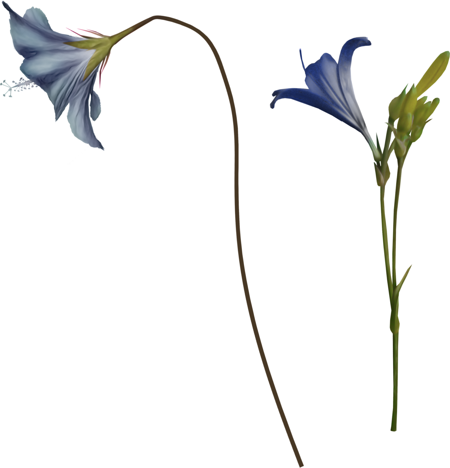 Gentiana Nutribiolite