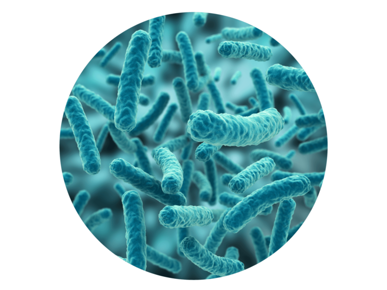 lactobacillus acidophilus Nutribiolite