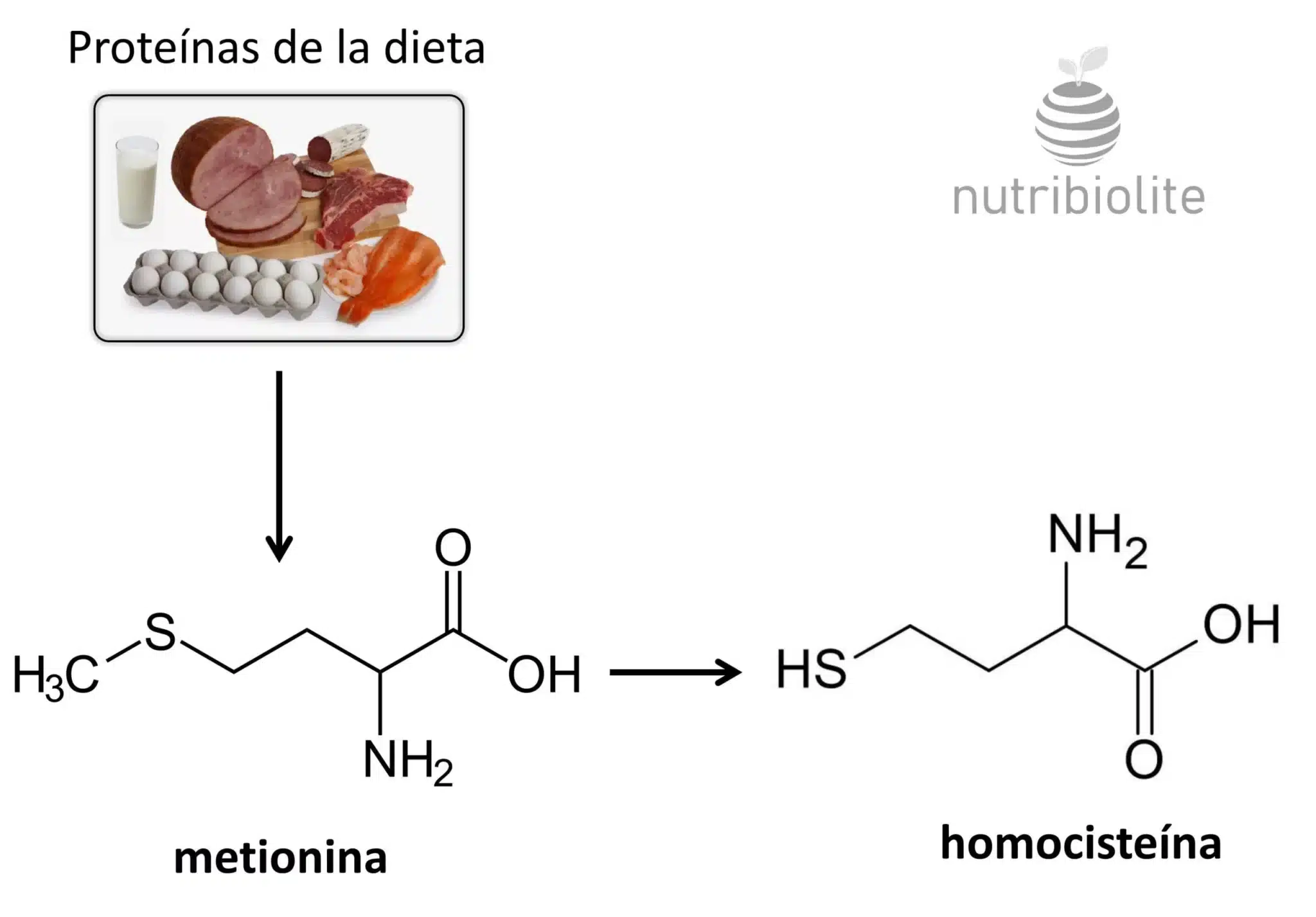 ¡No Es El Colesterol, Es La Homocisteína! | Nutribiolite