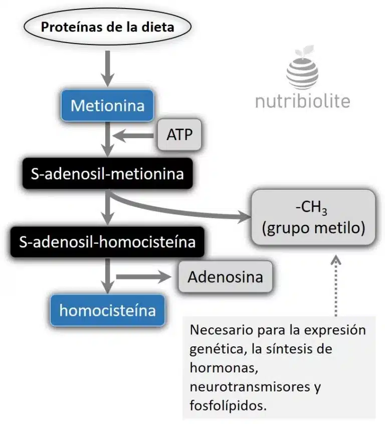 Nutribiolite | Suplementos y Vitaminas