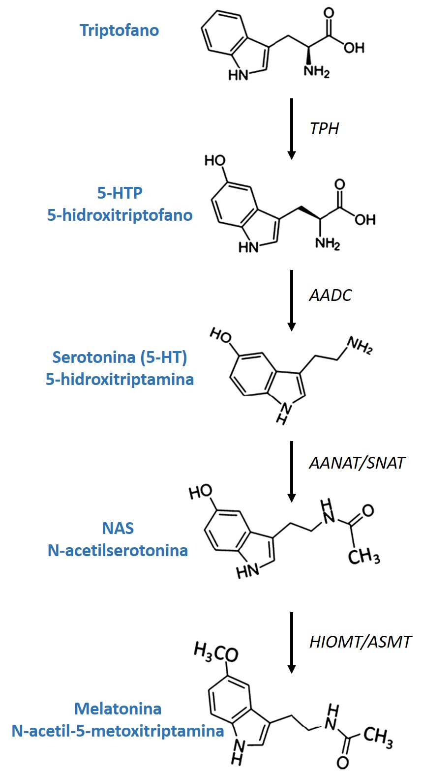 Biosintese da melatonina Nutribiolite 4Sleep