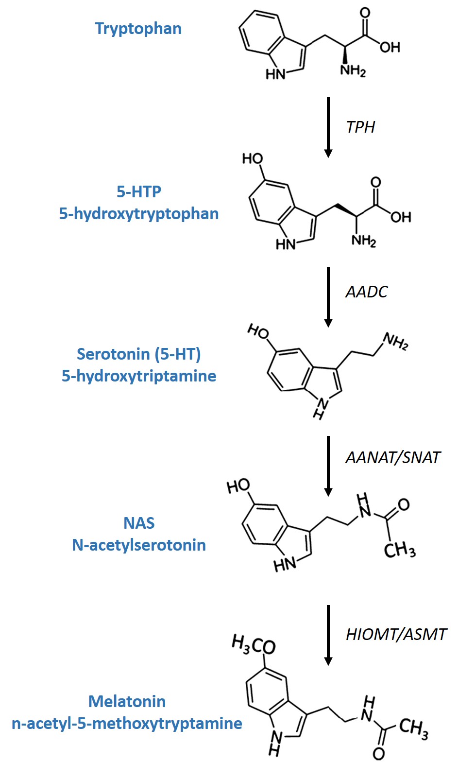 4Sleep Nutribiolite melatonin synthesis