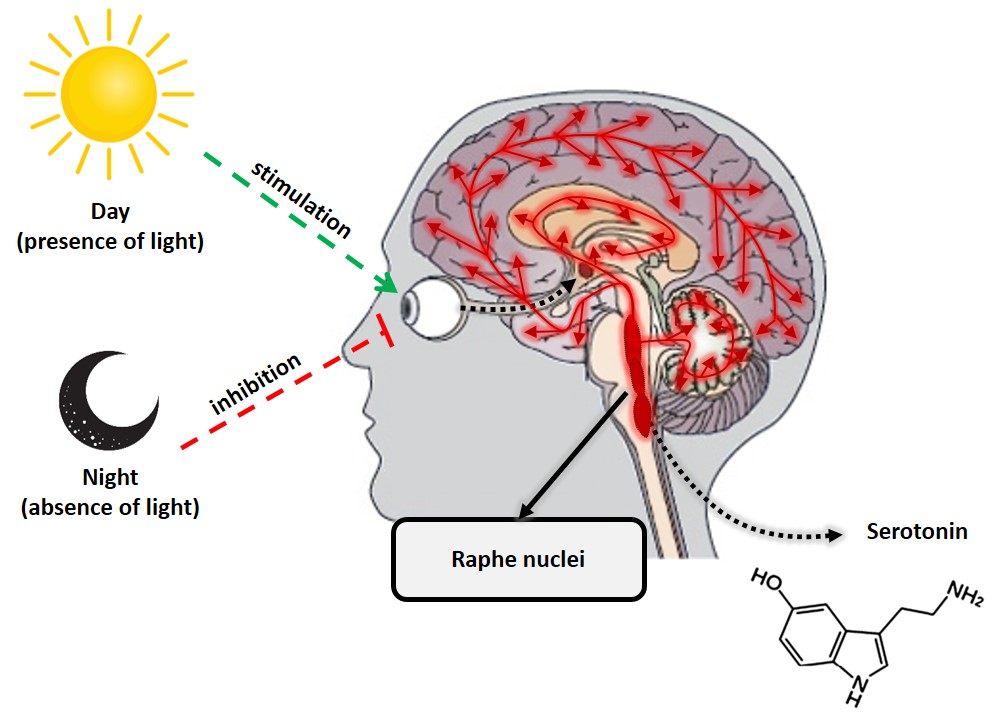 4Sleep Nutribiolite serotonin synthesis