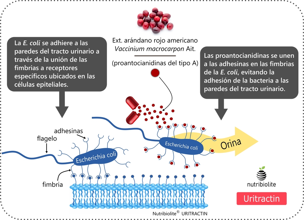 Uritractin Proantocianidinas arándanos rojos americano cistitis infecciones urinarias arándanos