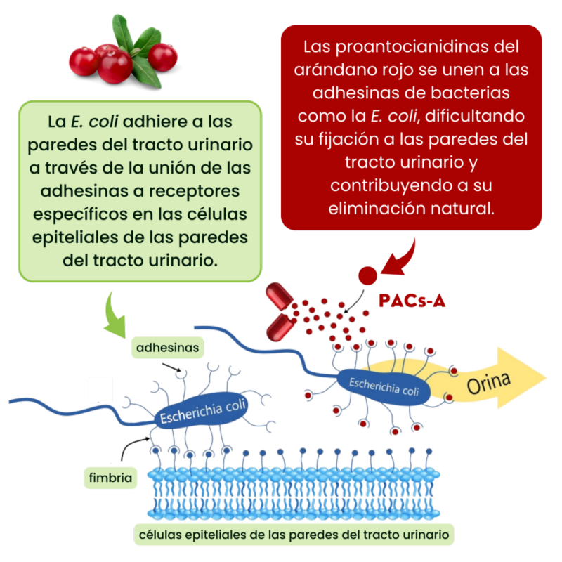 Nutribiolite Uritractin