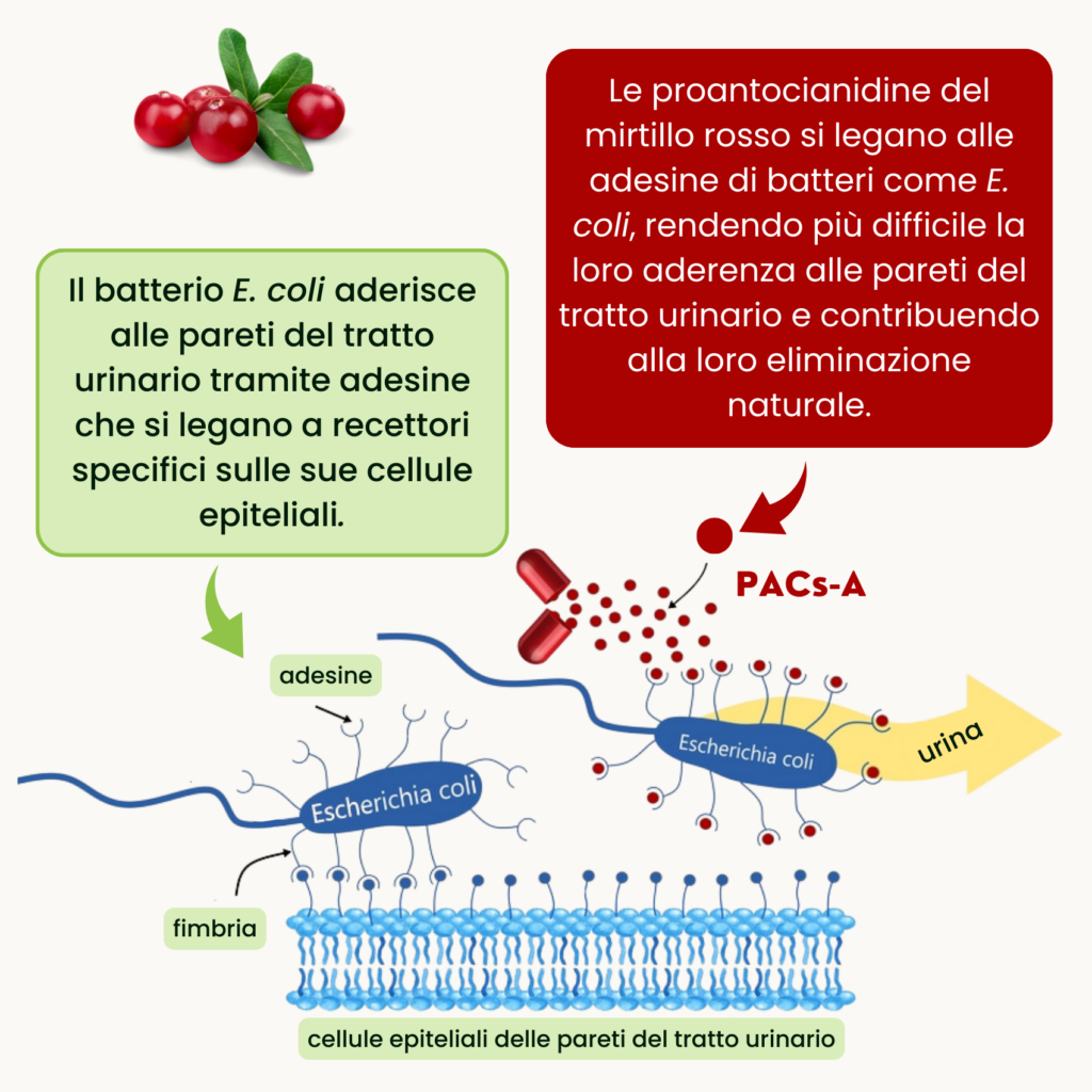 Nutribiolite Uritractin