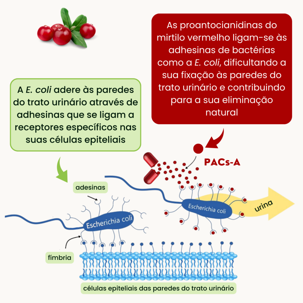 Nutribiolite Uritractin