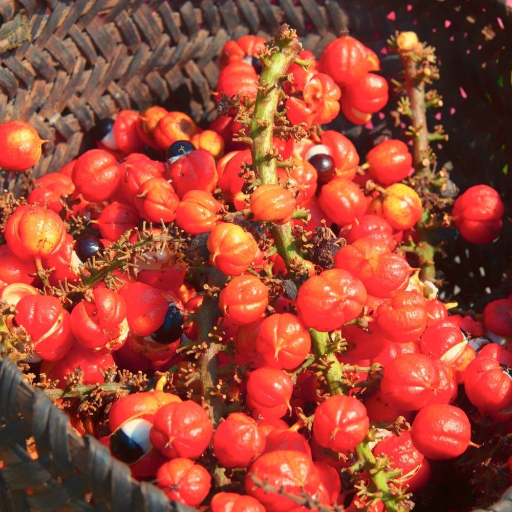 Guaraná | Nutribiolite