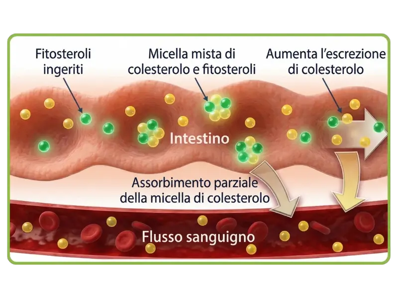 Protecardio Nutribiolite Fitosteroli