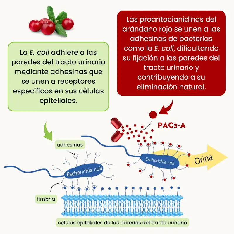 Nutribiolite Uritractin Proantocianidinas Complemento alimenticio para el confort urinario