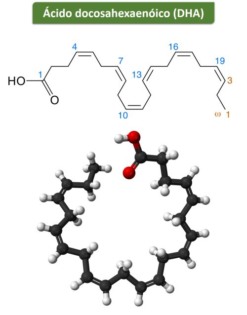 DHA estrutura | Nutribiolite Suplementos