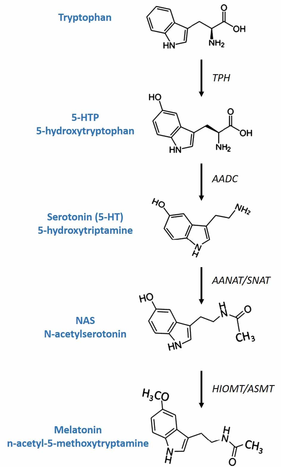 4Sleep Nutribiolite melatonin synthesis