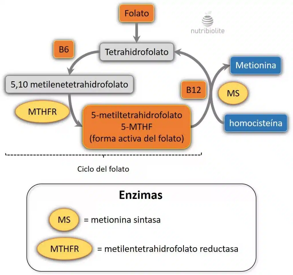 Nutribiolite | Suplementos y Vitaminas