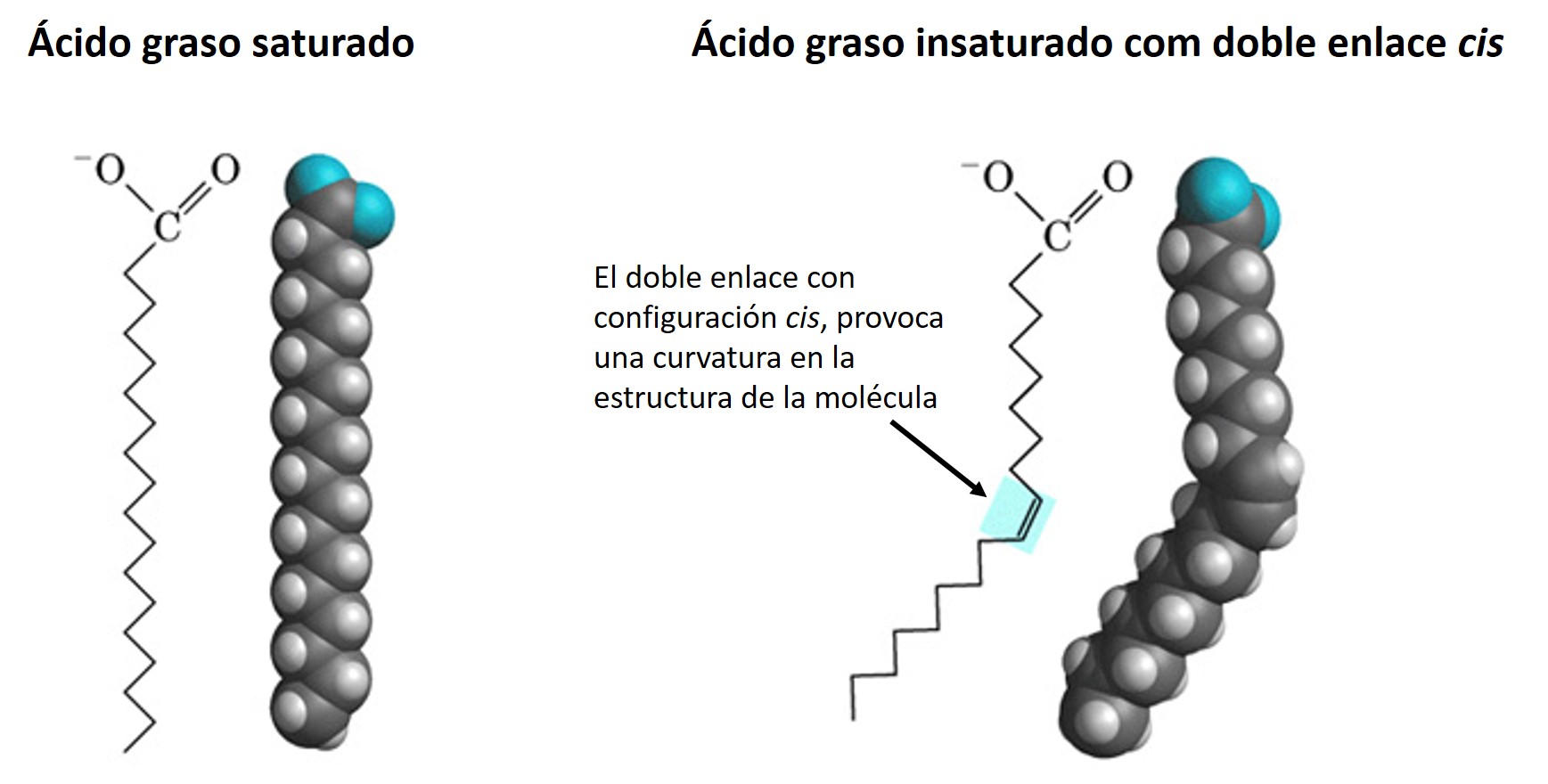 Ácido graso polinsaturado | Nutribiolite suplementos