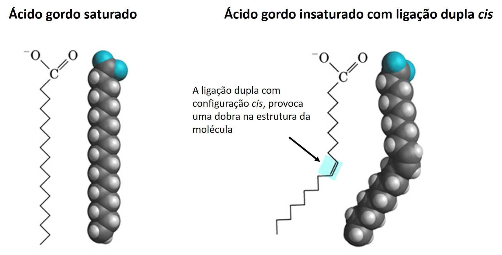 Ácido gordo ligação dupla cis | Nutribiolite