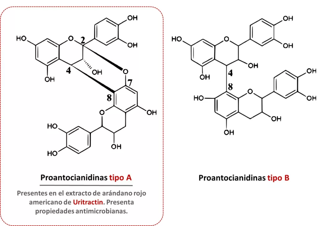 Nutribiolite Proantocianidinas arandanos rojos cistitis