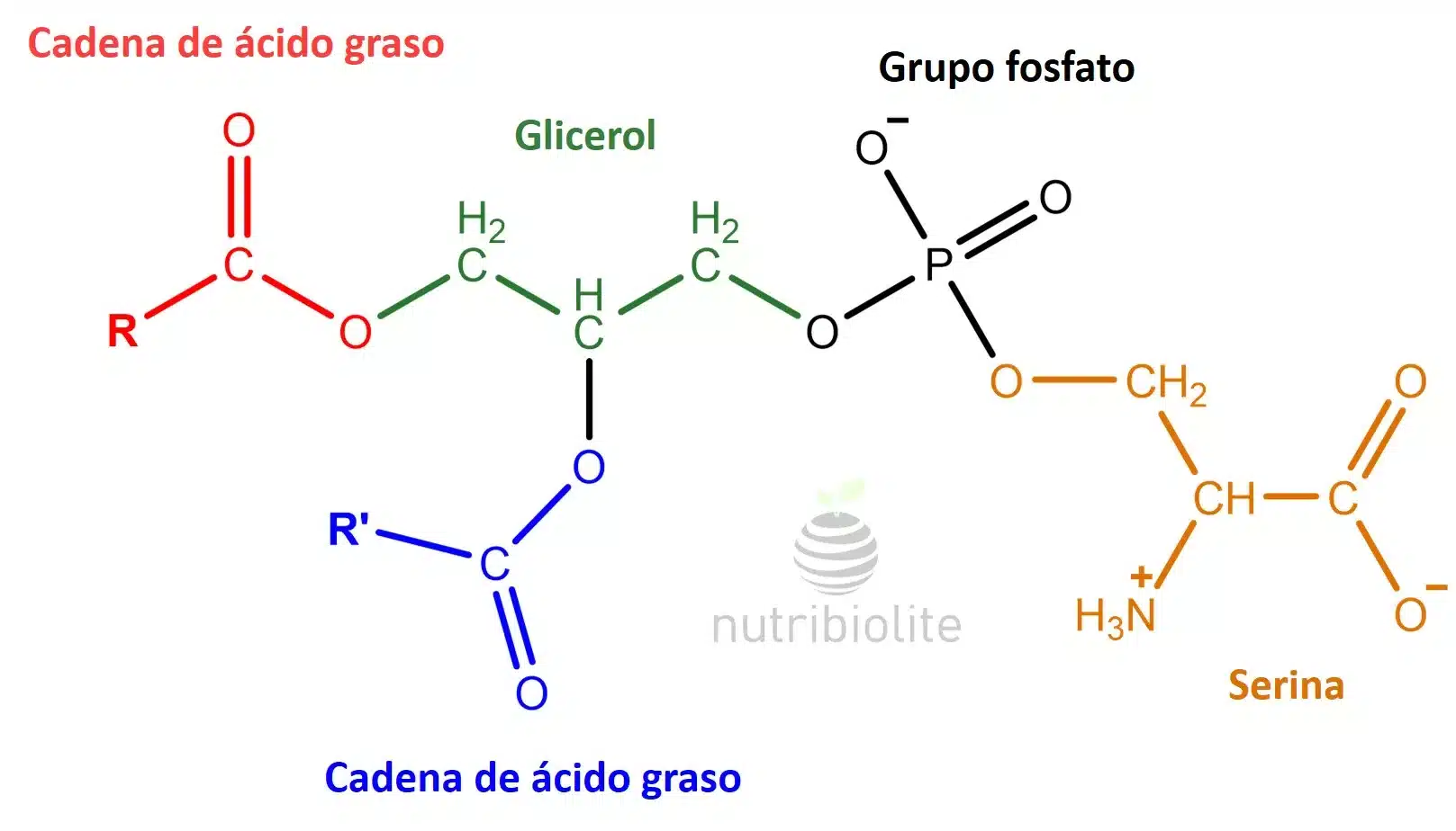 Nutribiolite | nutribiolitecom