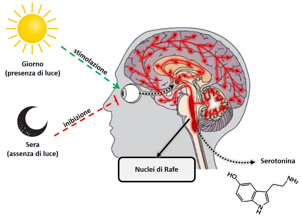 4Sleep Nutribiolite