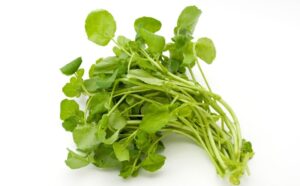 Watercress Nutribiolite